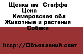 Щенки ам. Стаффа › Цена ­ 7 500 - Кемеровская обл. Животные и растения » Собаки   